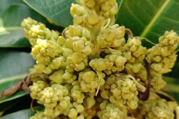 芒果在北方能否盆栽,温度过低不宜盆栽