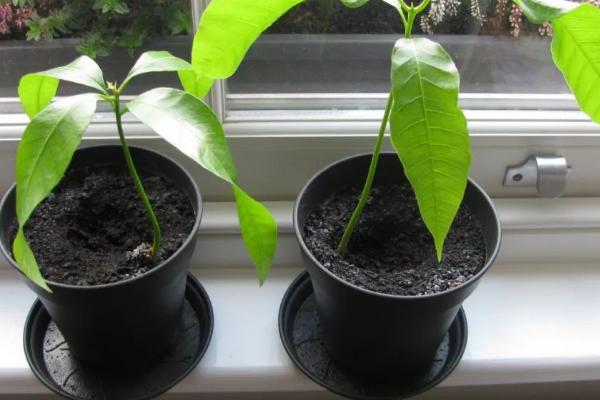 芒果在北方能否盆栽,温度过低不宜盆栽