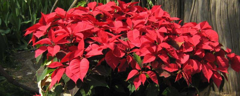 一品红有没有毒