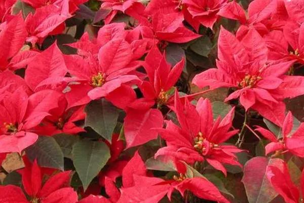 一品红有没有毒,全株有毒不可食用