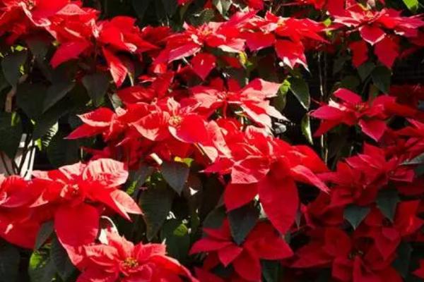 一品红有没有毒,全株有毒不可食用