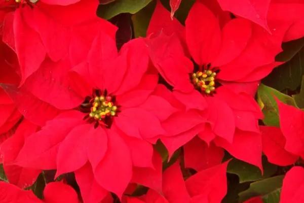 一品红有没有毒,全株有毒不可食用