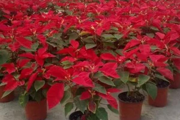 一品红有没有毒,全株有毒不可食用