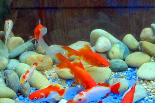 鱼鳞的作用,可以提供一定的保护作用