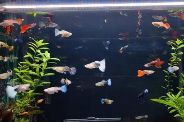 鱼鳞的作用,可以提供一定的保护作用