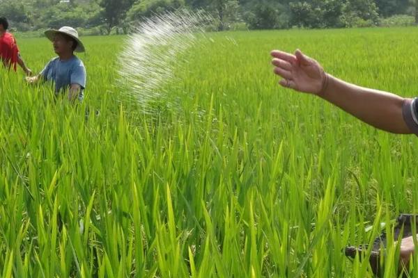 水稻适合在何时使用钾肥，分蘖期、幼穗分化期、孕穗期均可使用