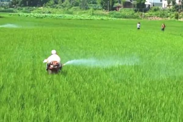 水稻适合在何时使用钾肥，分蘖期、幼穗分化期、孕穗期均可使用