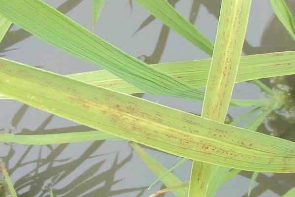 水稻适合在何时使用钾肥，分蘖期、幼穗分化期、孕穗期均可使用