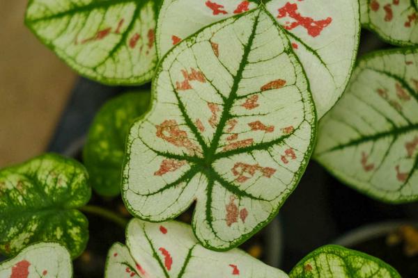 花叶芋的作用,可室内栽植亦可作切花