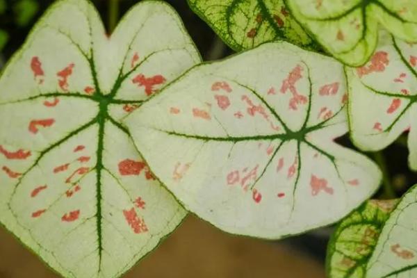 花叶芋的作用,可室内栽植亦可作切花