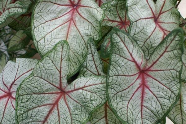 花叶芋的作用,可室内栽植亦可作切花