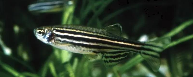 斑马鱼肚子上有红点是什么病