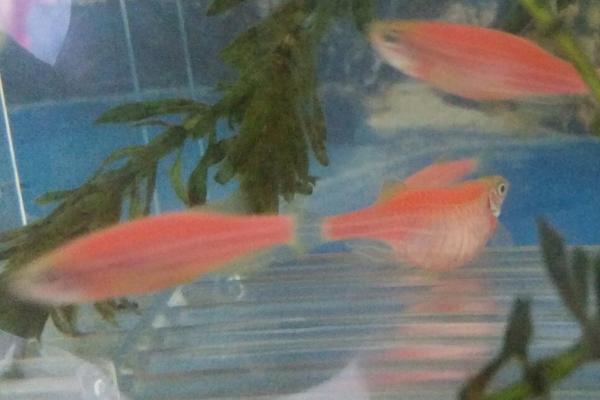 斑马鱼肚子上有红点是什么病,可能是得了红斑病或出血病