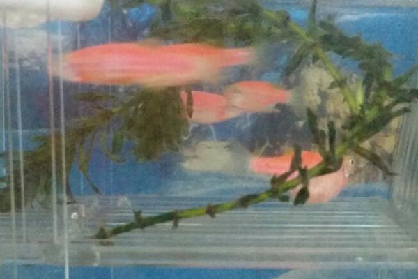 斑马鱼肚子上有红点是什么病,可能是得了红斑病或出血病