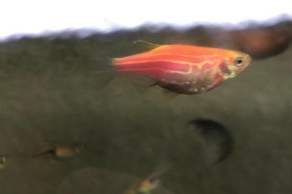 斑马鱼肚子上有红点是什么病,可能是得了红斑病或出血病