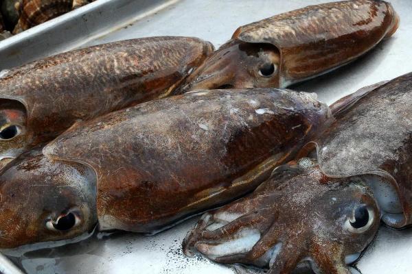 墨鱼的价格,产地、大小不同导致价格不同