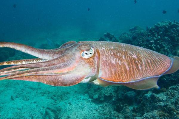 墨鱼的价格,产地、大小不同导致价格不同