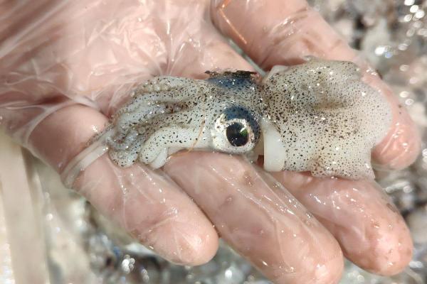 墨鱼的价格,产地、大小不同导致价格不同