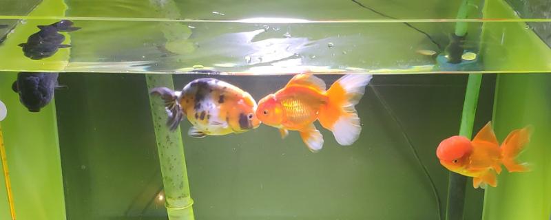 鱼缸水质适宜盐度