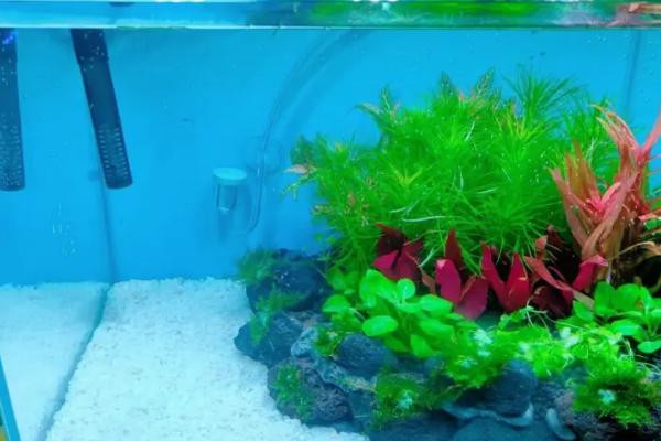 鱼缸水质适宜盐度,需保持在0.3-0.5%