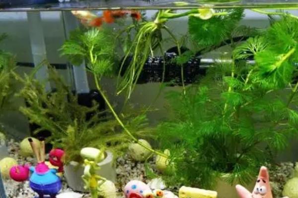 鱼缸水质适宜盐度,需保持在0.3-0.5%