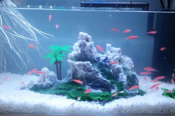 鱼缸水质适宜盐度,需保持在0.3-0.5%