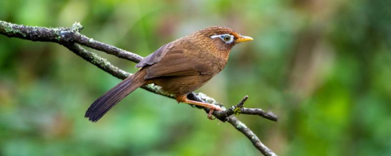 画眉鸟吃什么食物