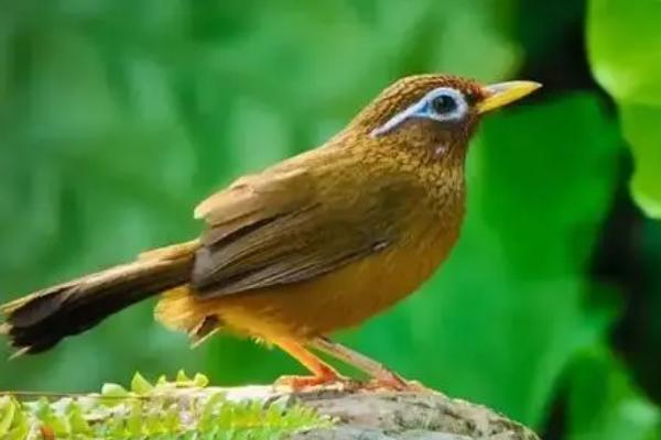 画眉鸟吃什么食物,植物性和动物性食物都吃