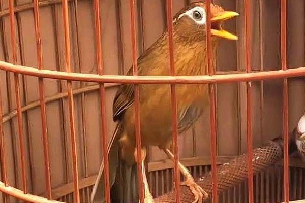 画眉鸟吃什么食物,植物性和动物性食物都吃