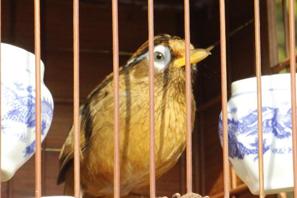 画眉鸟吃什么食物,植物性和动物性食物都吃