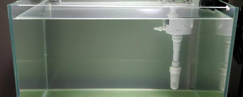 如何养好鱼缸水
