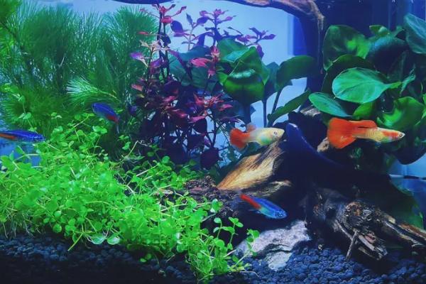 如何养好鱼缸水,经过困水后还要过滤