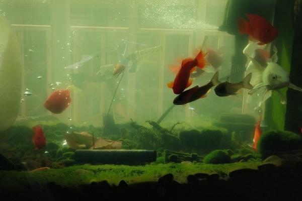 如何养好鱼缸水,经过困水后还要过滤