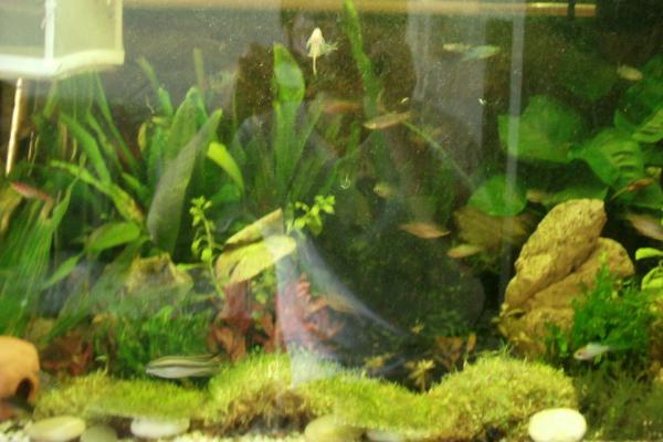 如何养好鱼缸水,经过困水后还要过滤