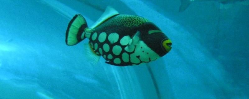 玻璃炮弹鱼好不好养