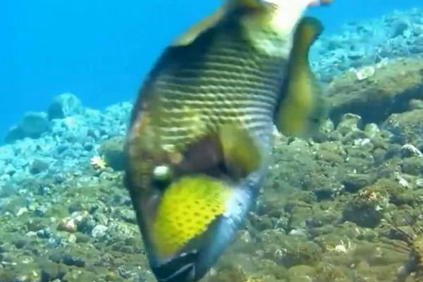 玻璃炮弹鱼好不好养,比较好养对水质没有太高要求