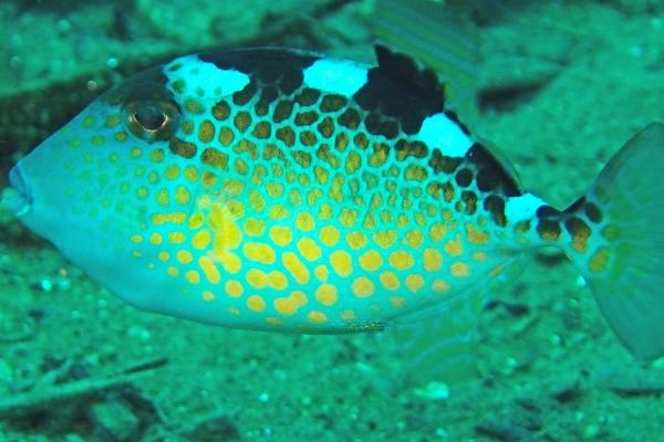 玻璃炮弹鱼好不好养,比较好养对水质没有太高要求