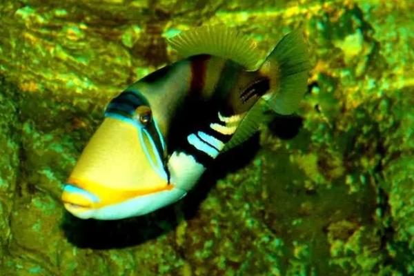 玻璃炮弹鱼好不好养,比较好养对水质没有太高要求