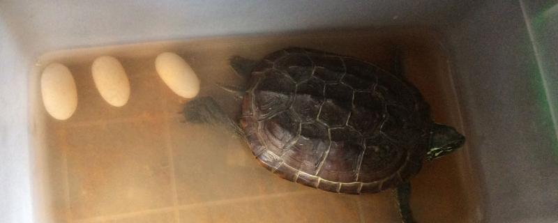 乌龟过多久才会产蛋