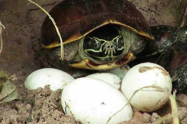 乌龟过多久才会产蛋,需生长7年左右才能生产