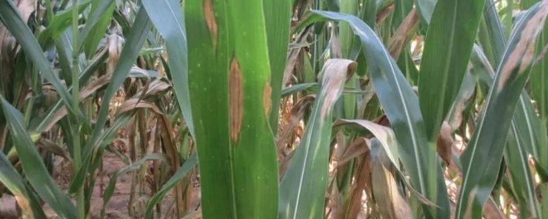 玉米常见病害以及如何防治