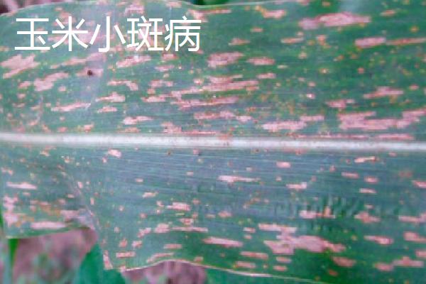 玉米常见病害以及如何防治,需根据实际病情采取对应措施