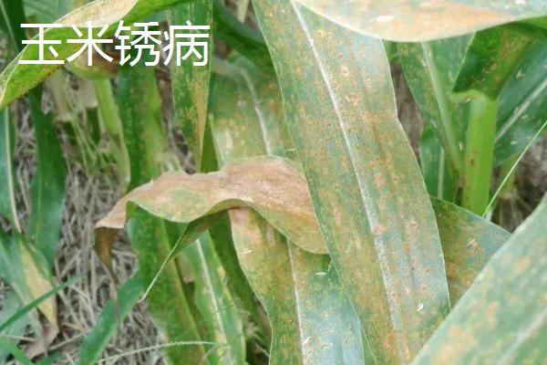 玉米常见病害以及如何防治,需根据实际病情采取对应措施