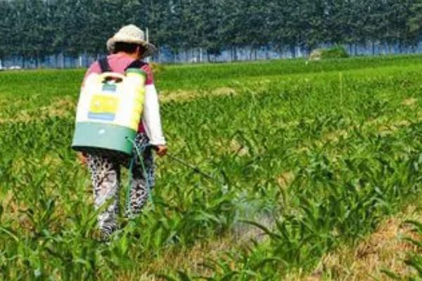 玉米常见病害以及如何防治,需根据实际病情采取对应措施