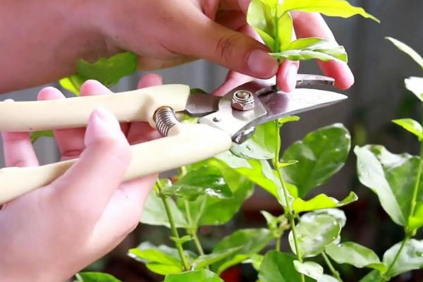 修剪茉莉花的方法，可短截过长枝、剪除病枯枝和过密枝