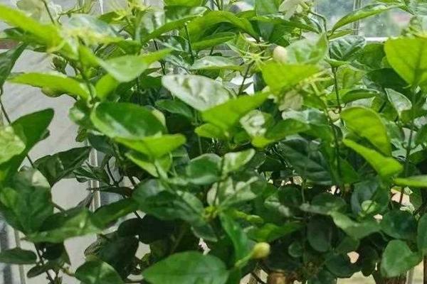 修剪茉莉花的方法，可短截过长枝、剪除病枯枝和过密枝