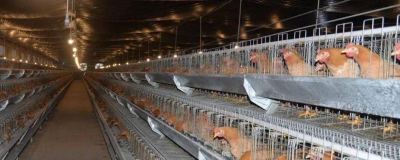 鸡棚的适宜温度