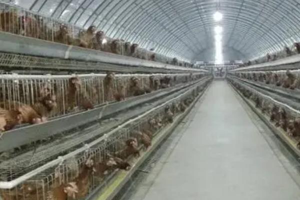 鸡棚的适宜温度,适合保持在20-25℃