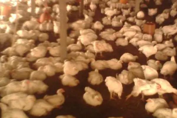 鸡棚的适宜温度,适合保持在20-25℃