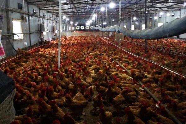 鸡棚的适宜温度,适合保持在20-25℃